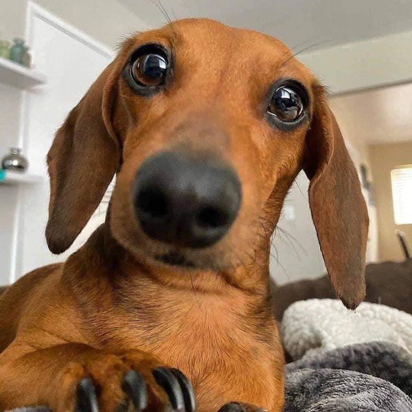 такса милая