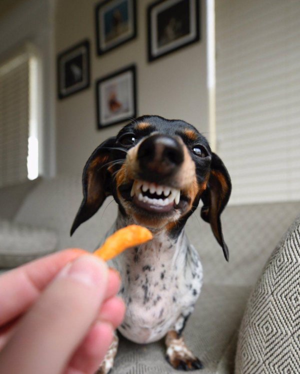 пятнистая такса