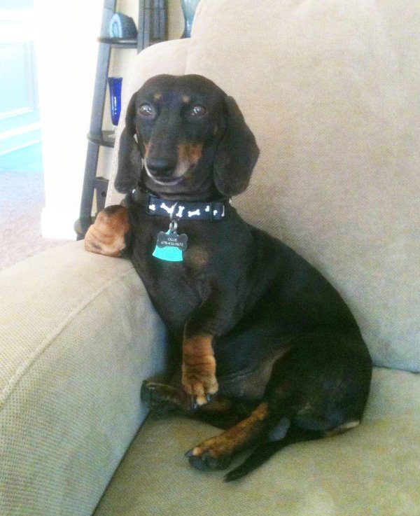 сидячая такса