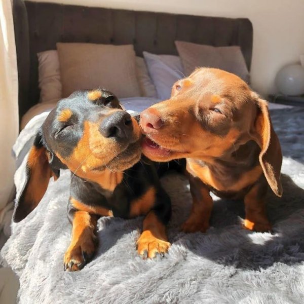 такса щенки