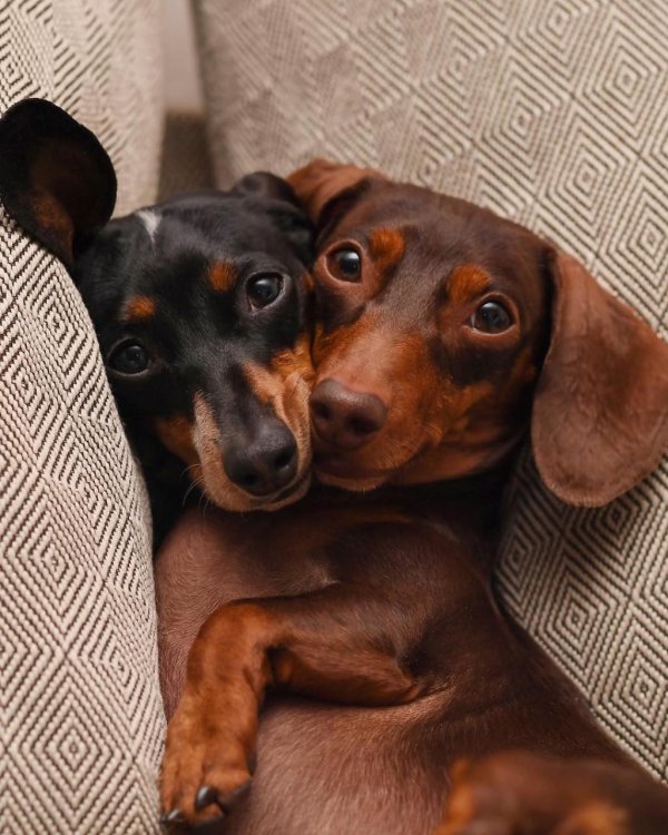 такса кроличья