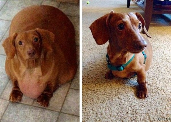 такса дэннис