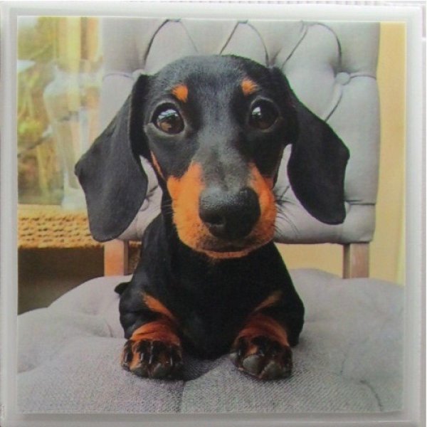 черная такса