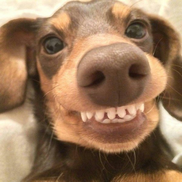 улыбающийся пес