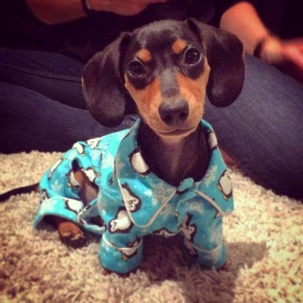 такса маленькая