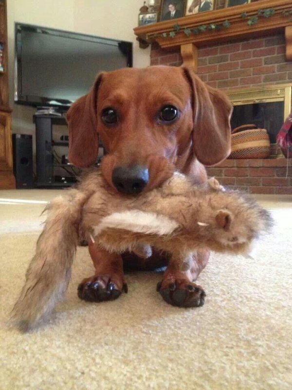 собака похожая на таксу