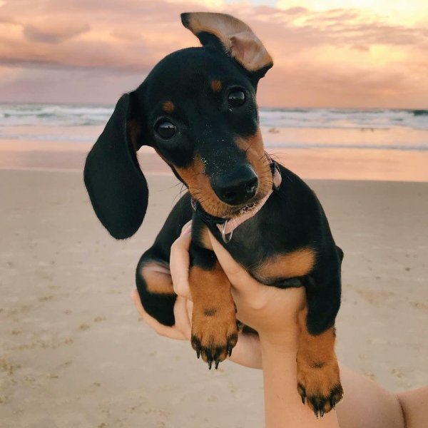 милые таксы