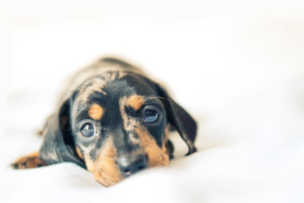 такса мраморная