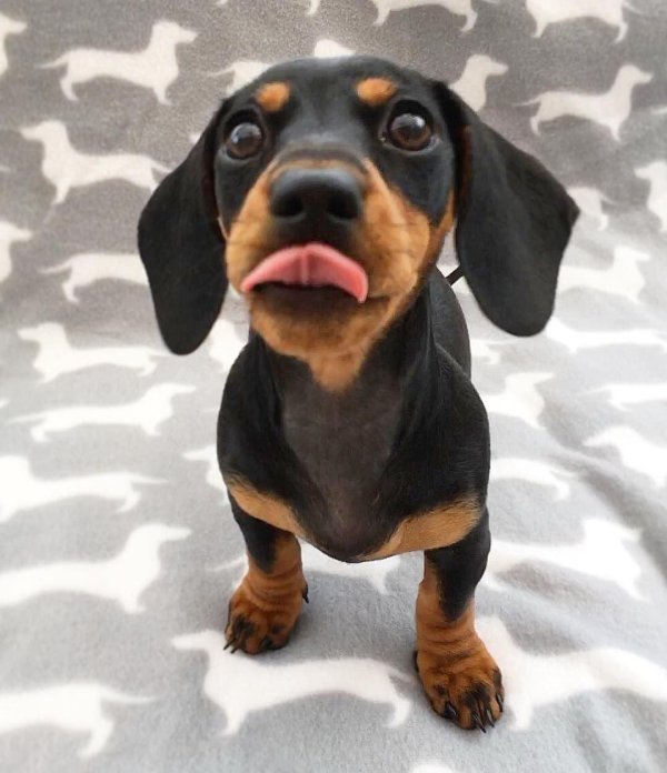 маленькая такса