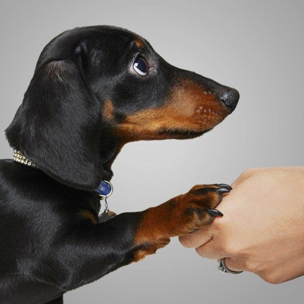 дрессировка таксы