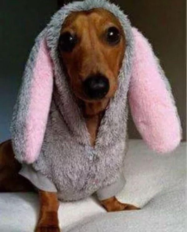 такса милая