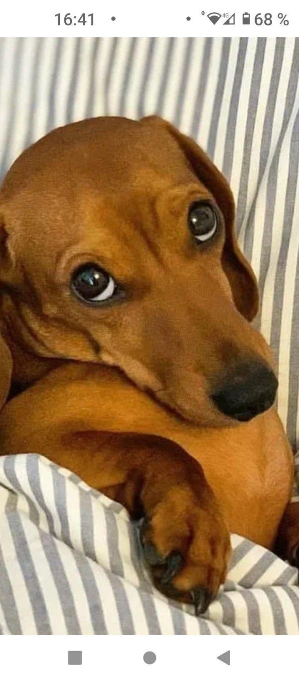 грустная такса