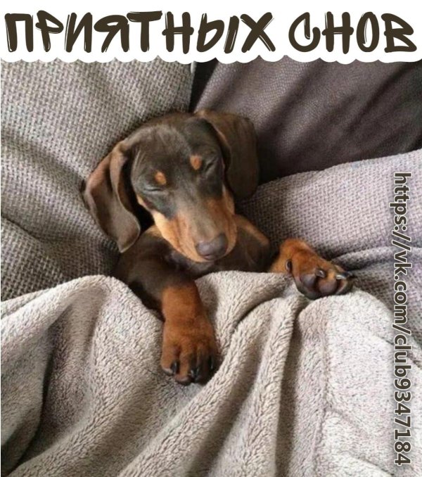 милая такса