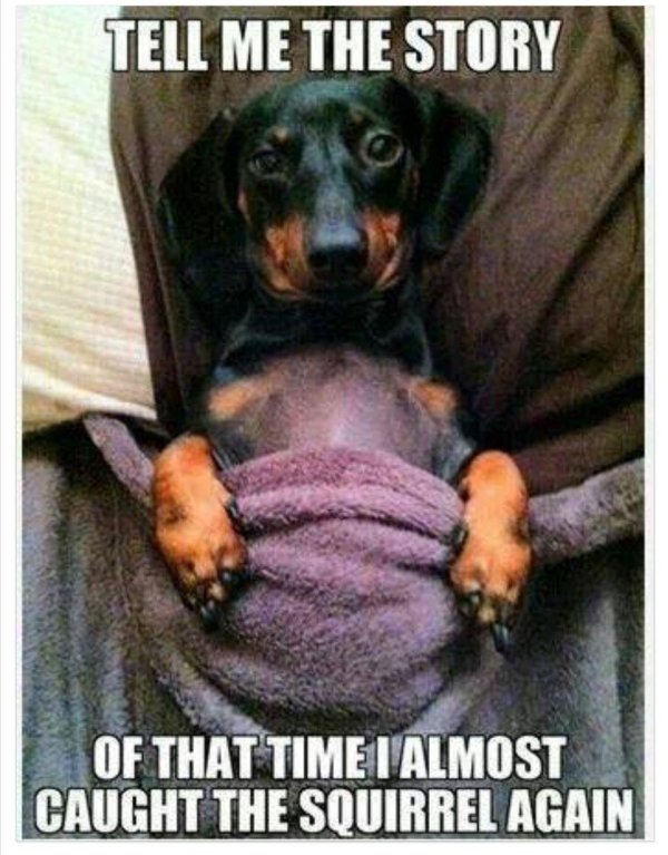 доброе утро с таксой