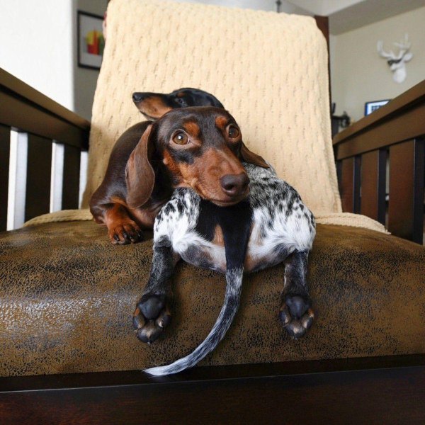 такса далматинец