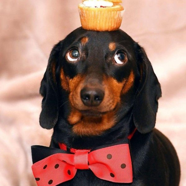 прикольные таксы