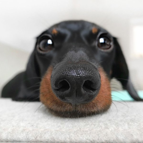 такса морда