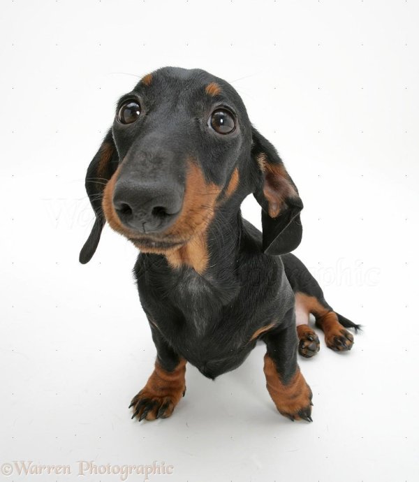 черная такса