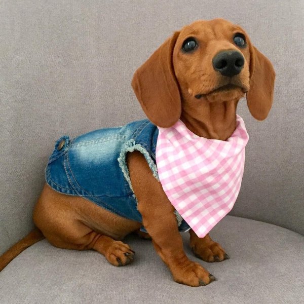 жилет для собак