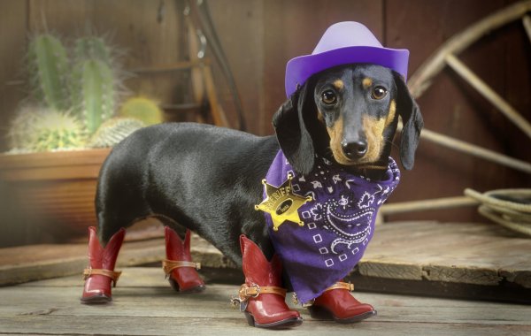 такса в костюме