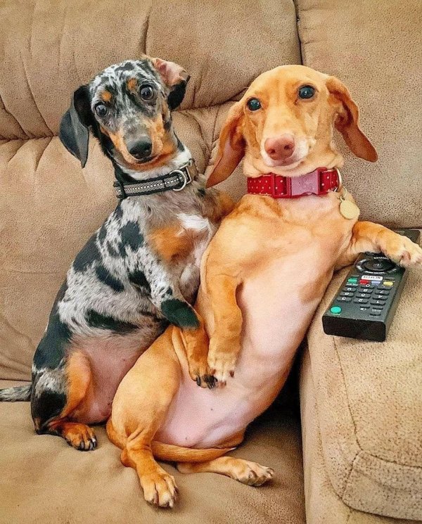 пятнистая такса