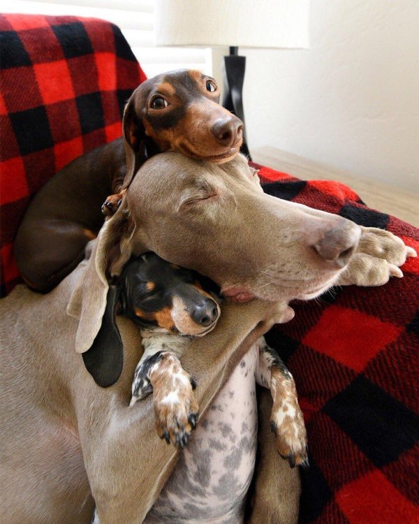 веймаранер харлоу