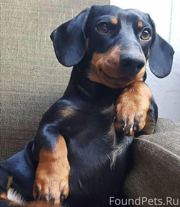 порода такса