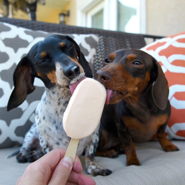 такса выпрашивает мороженое