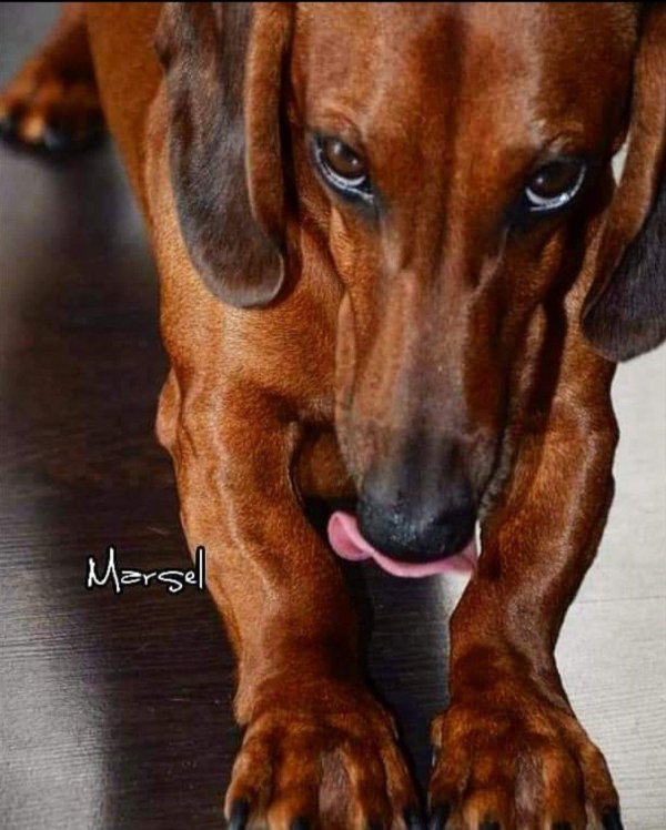 рыжая такса