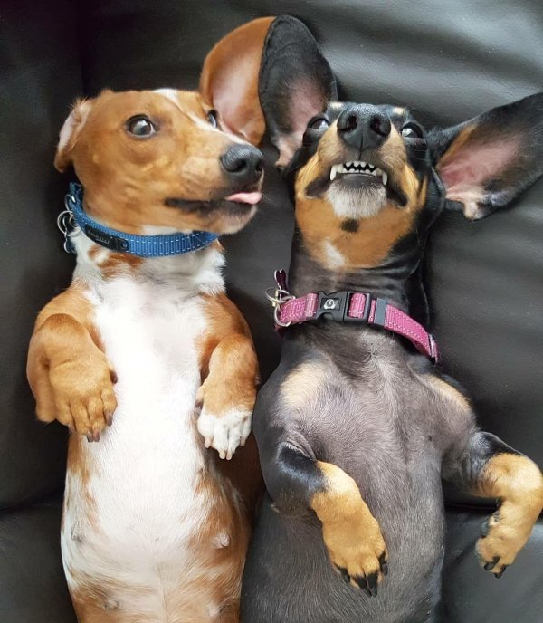 щенки смешные