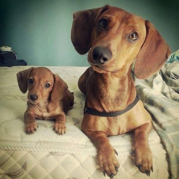 такса карликовая