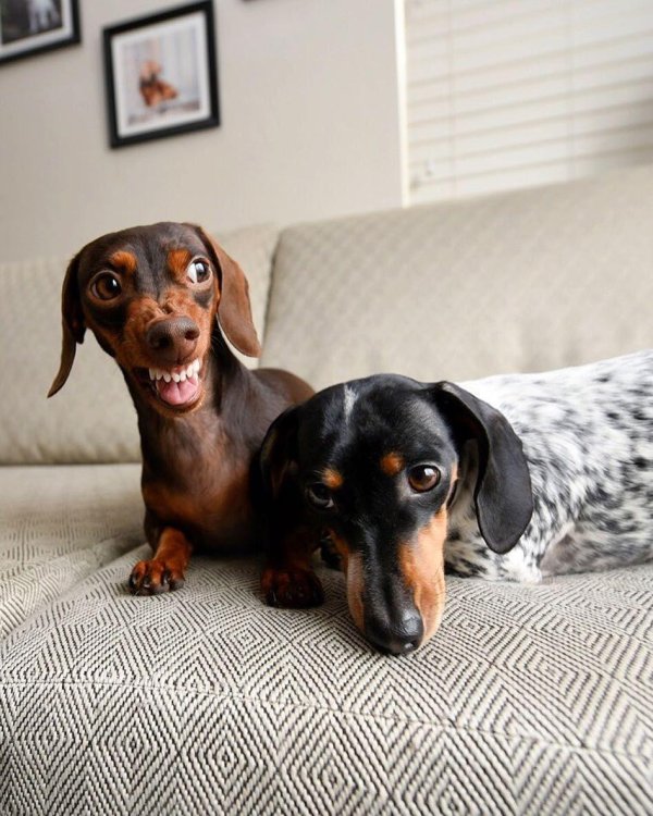 собачка такса животные