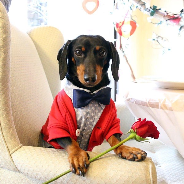 с днем рождения с таксой