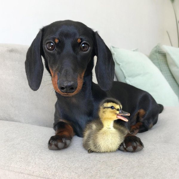 милые таксы