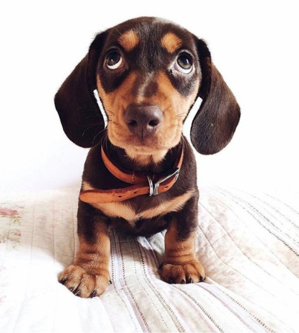 грустная такса