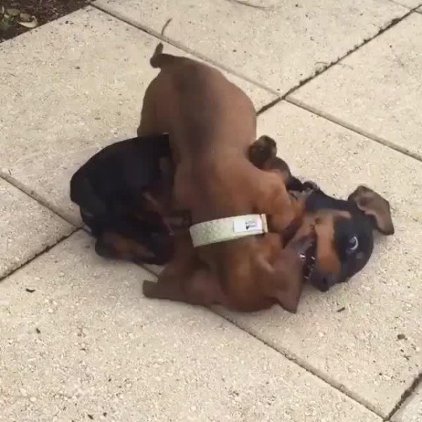 щенки цвергпинчера