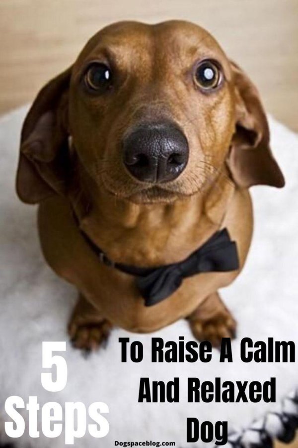 собака балабака