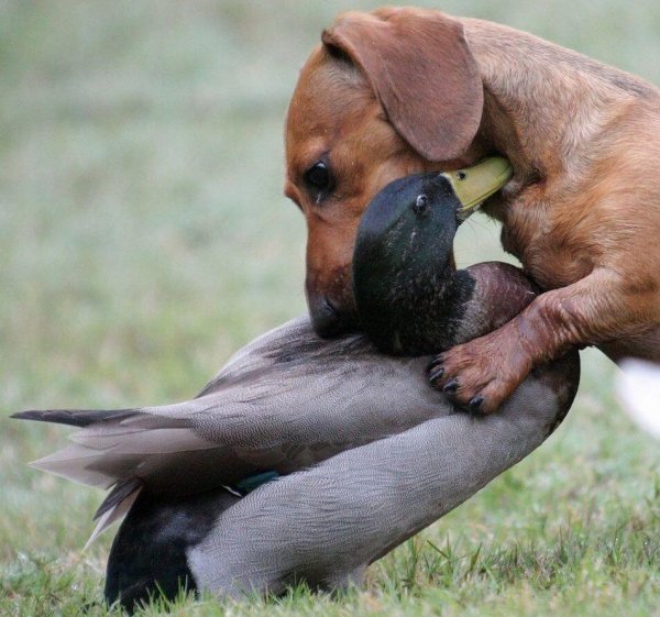 веселые животные