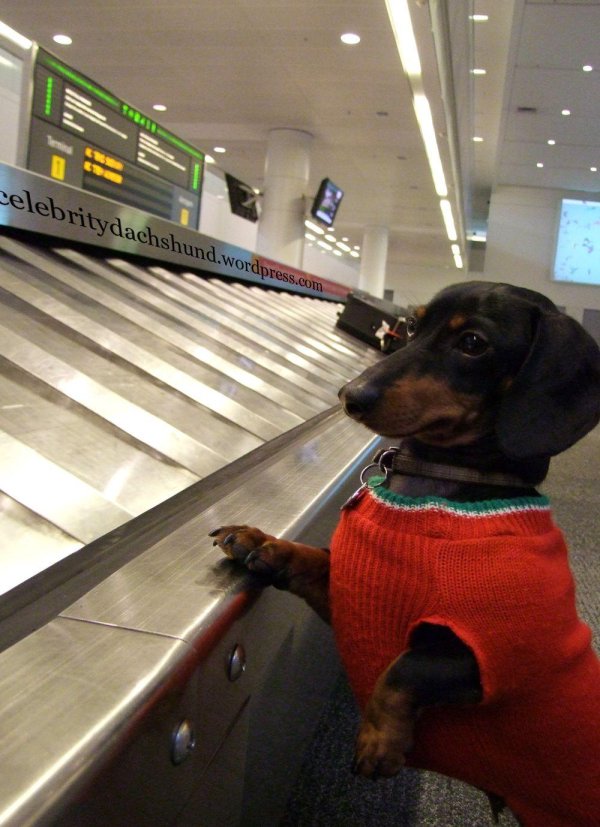 свитер для таксы