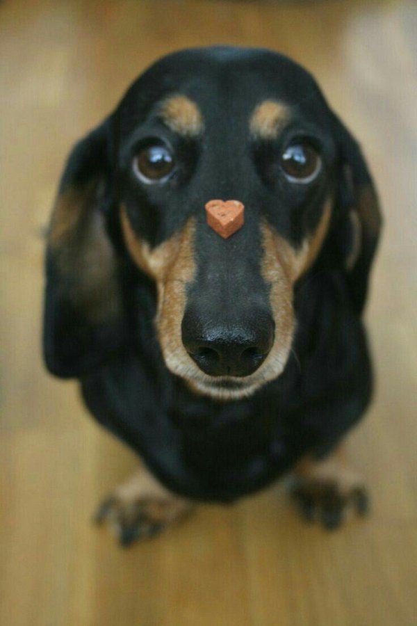 грустная такса