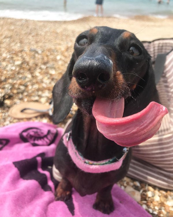 такса сосиска