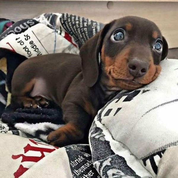 щенок таксы милый