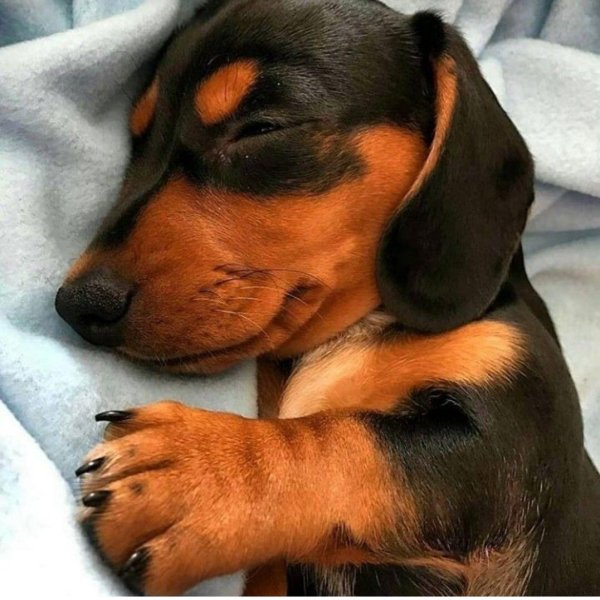 щенок таксы 2 недели