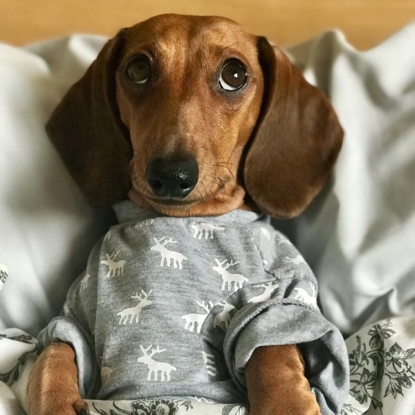 рыжая такса