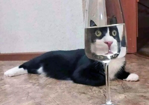 стакан наполовину кот