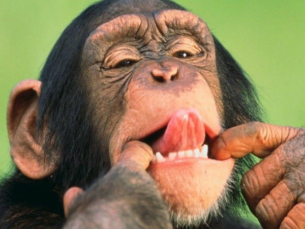 смешная обезьяна