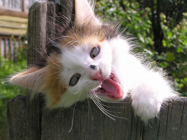 трехцветные котята