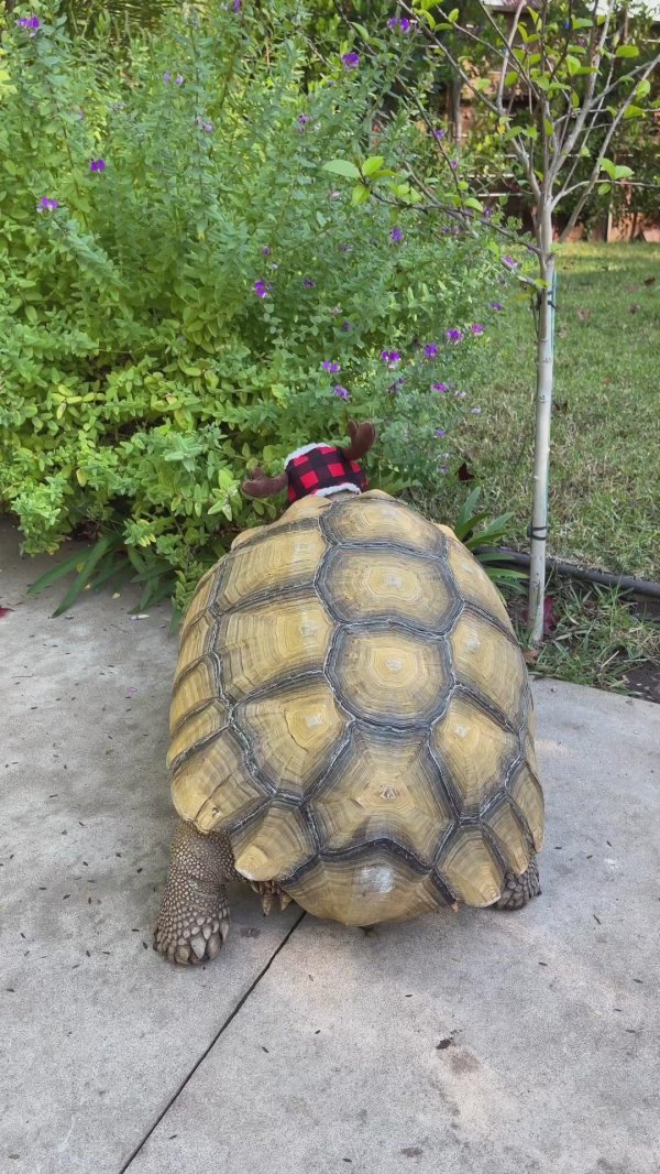 sulcata tortoise