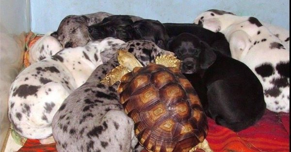 черепаха и собака