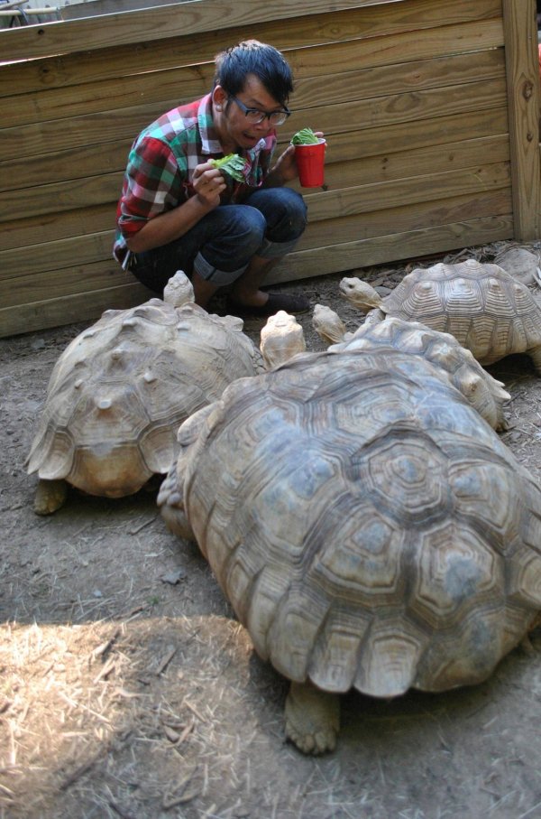 geochelone sulcata